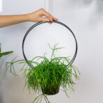 kwietnik-wiszacy-czarny