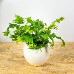 paproc-nicolas-diamond-phlebosia-nicolas-diamond