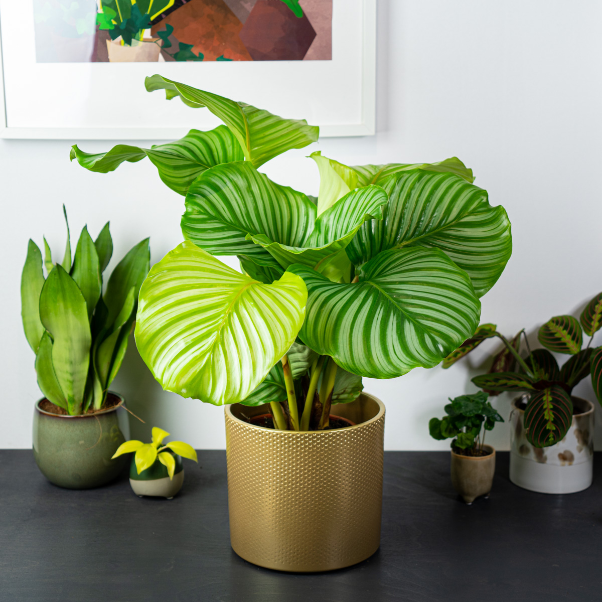Calathea (Kalatea)