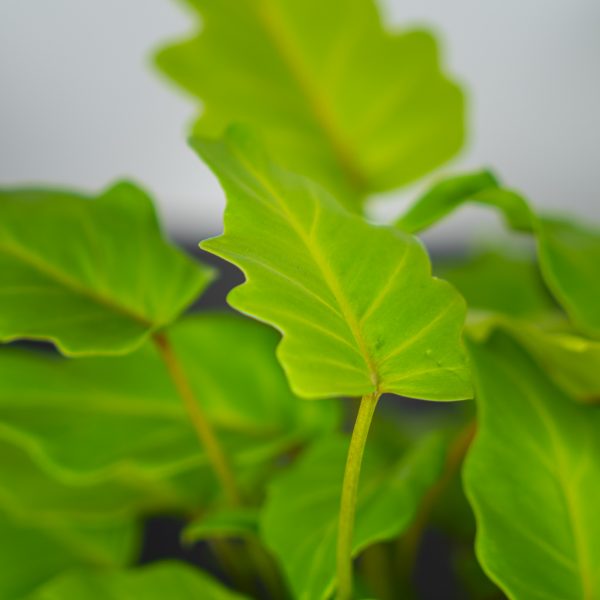 philodendron-xanadu-gold philodendron-xanadu-gold