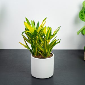 codiaeum-sunny-star-kroton