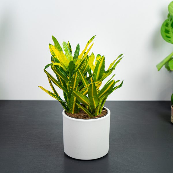 codiaeum-sunny-star-kroton codiaeum-sunny-star-kroton