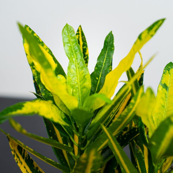 codiaeum-sunny-star-kroton codiaeum-sunny-star-kroton