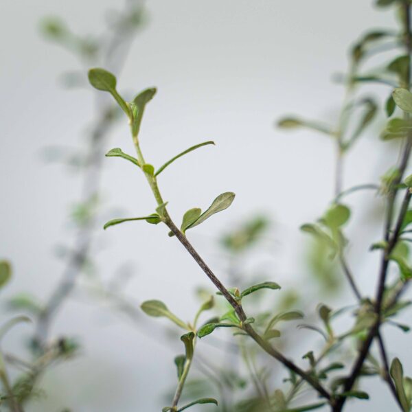 corokia-maori-green corokia-maori-green