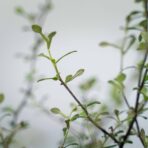 corokia-maori-green