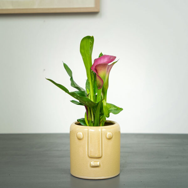 zantedeschia-allure-kalla