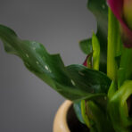 zantedeschia-allure-kalla