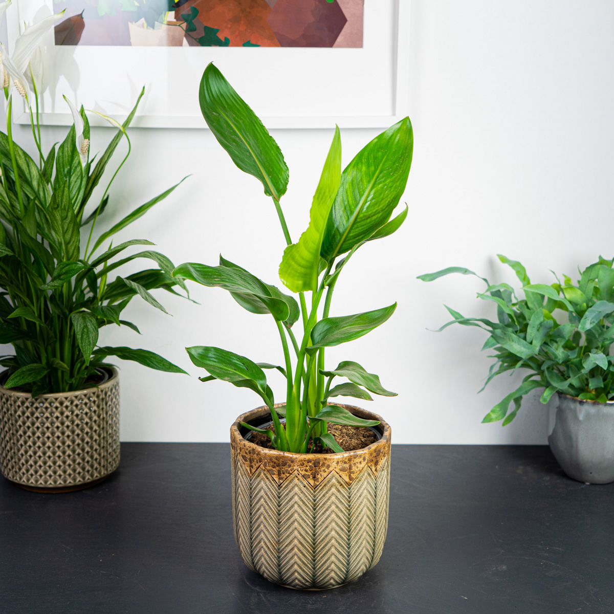 Strelicja (strelitzia)