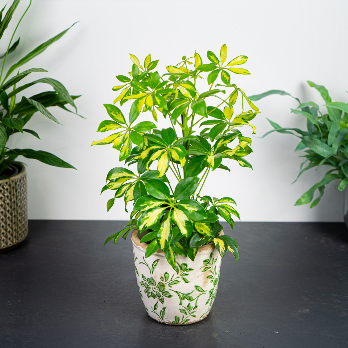 Schefflera (Szeflera)