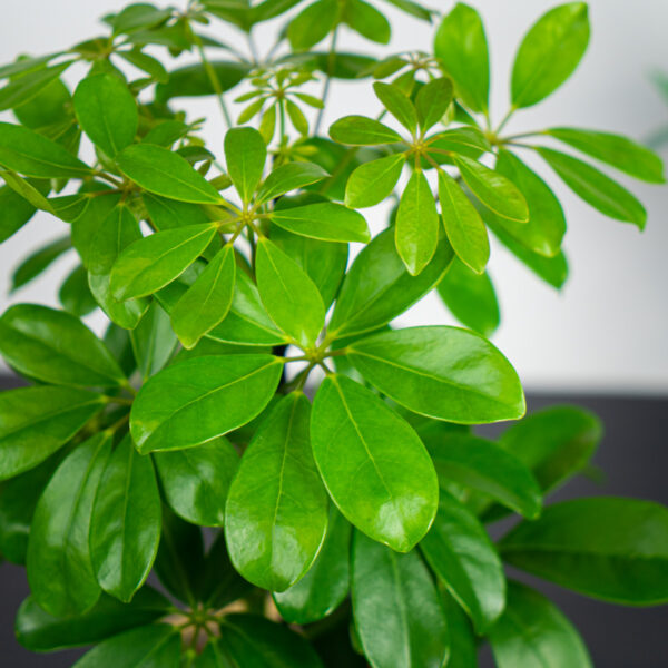 szeflera-nora-schefflera-arboricola szeflera-nora-schefflera-arboricola
