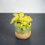 fittonia-pink-specik