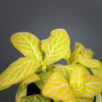 fittonia-pink-specik