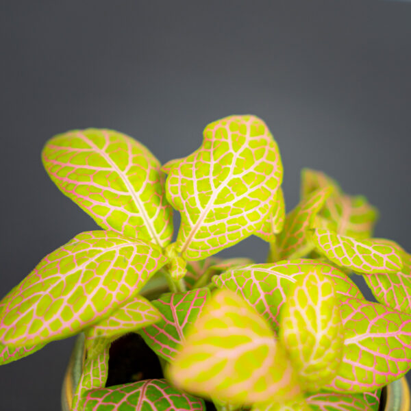 fittonia-pink-specik fittonia-pink-specik