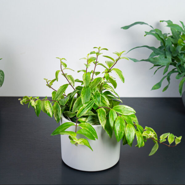 eszynantus-variegata-aeschynanthus eszynantus-variegata-aeschynanthus