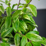 eszynantus-variegata-aeschynanthus