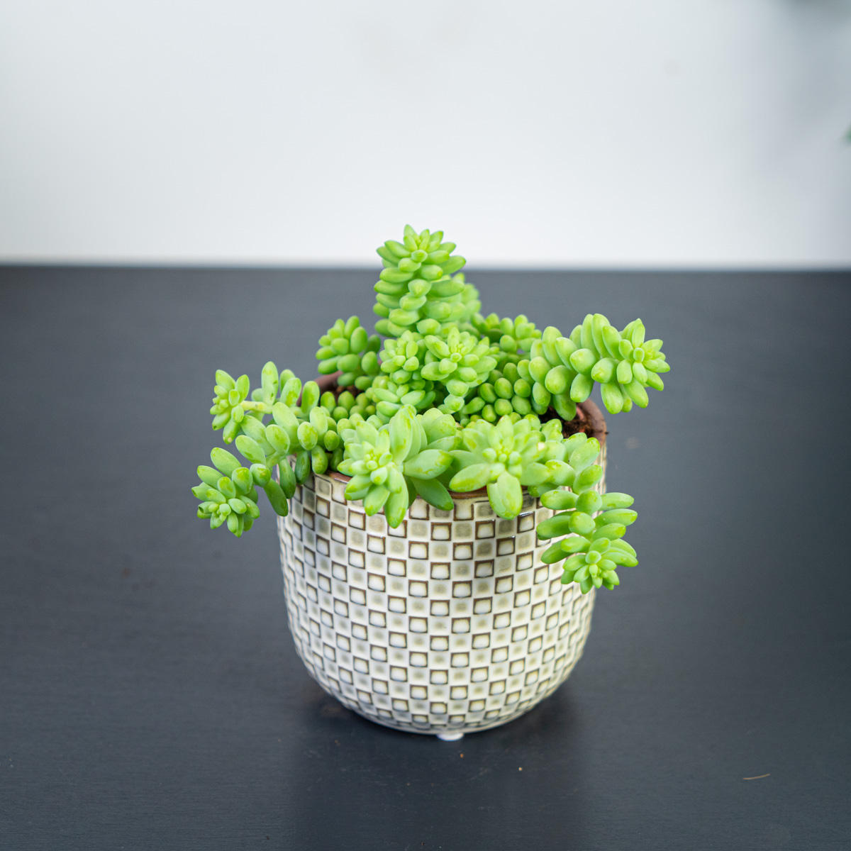 Sedum burrito