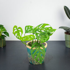 monstera-adansonii