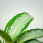 aglaonema-green-bowl