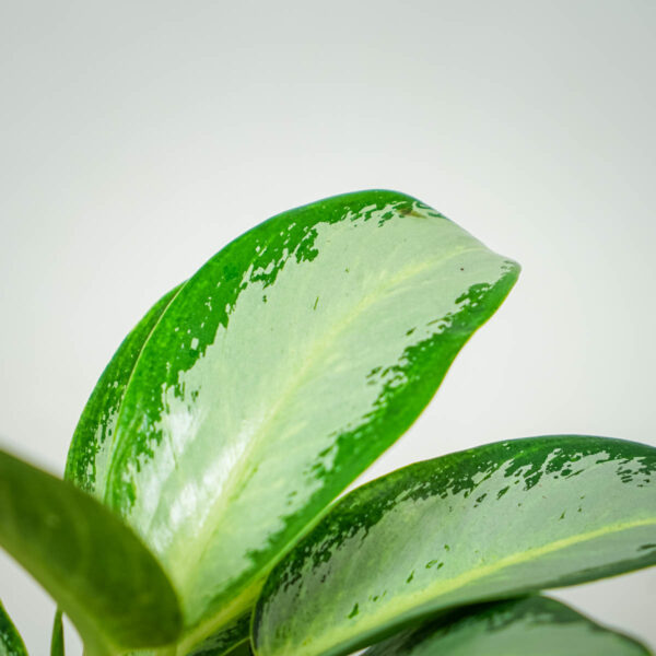 aglaonema-green-bowl (2) aglaonema-green-bowl