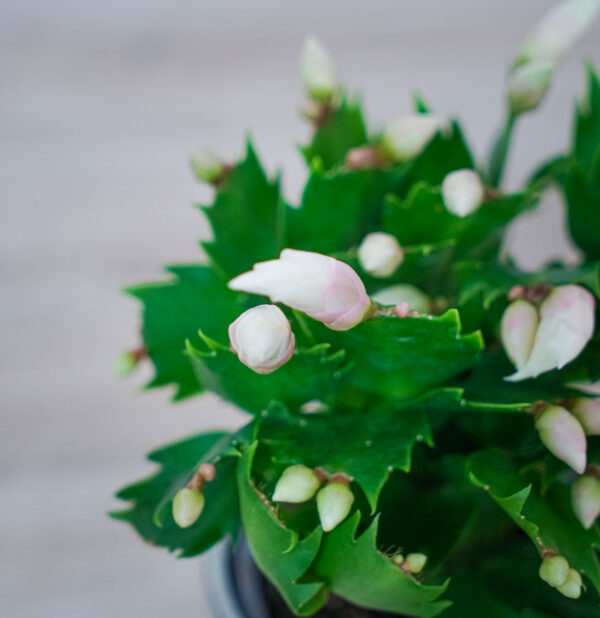 kaktus-bozego-narodzenia-grudnik-bialy-schlumbergera (2) kaktus-bozego-narodzenia-grudnik-bialy-schlumbergera