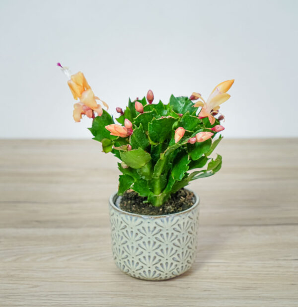 kaktus-bozego-narodzenia-grudnik-pomaranczowy-schlumbergera kaktus-bozego-narodzenia-grudnik-pomaranczowy-schlumbergera