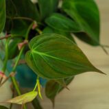 philodendron-micans