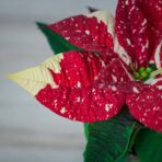 poinsecja-gwiazda-betlejemska-euphorbia-pulcherrima-glitter