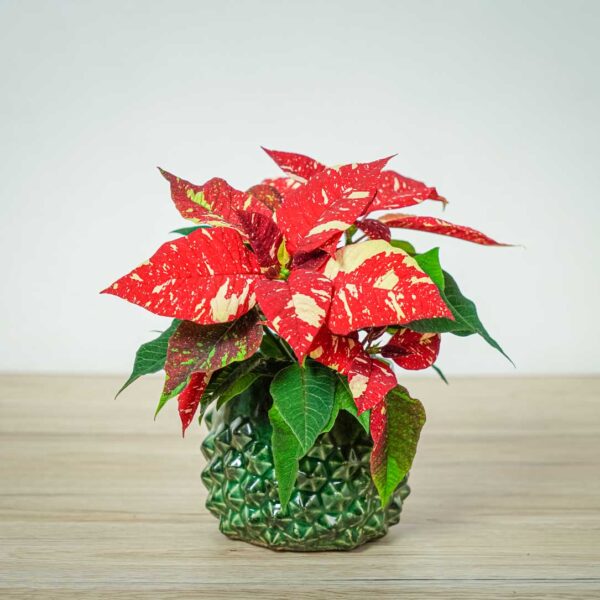 poinsecja-gwiazda-betlejemska-euphorbia-pulcherrima-glitter poinsecja-gwiazda-betlejemska-euphorbia-pulcherrima-glitter