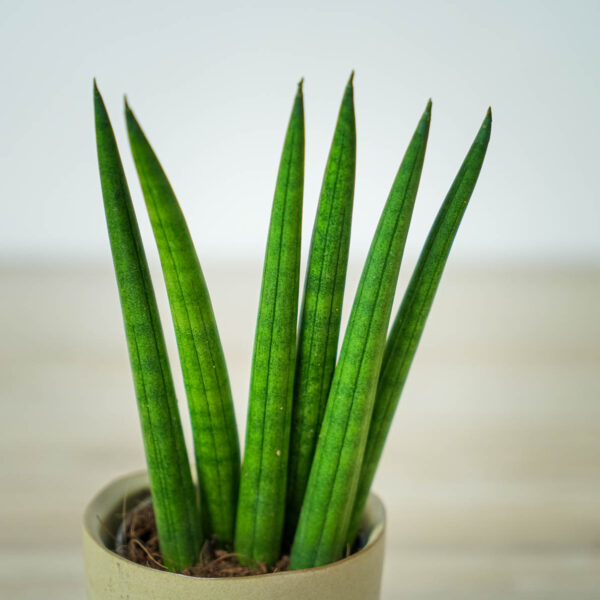 sansevieria-cylindrica-baby (2) sansevieria-cylindrica-baby