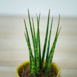 sansevieria-fernwood-baby