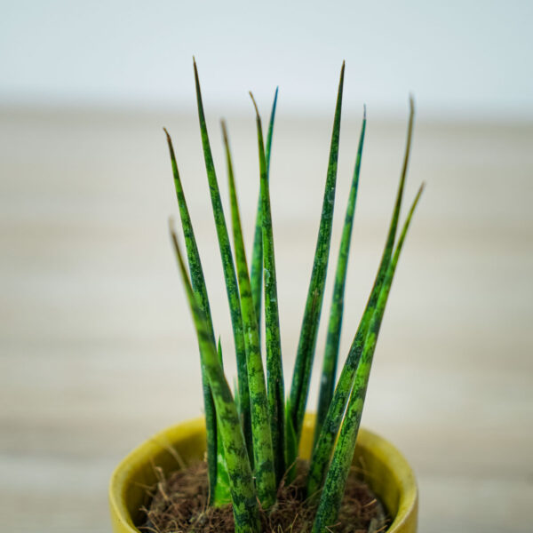 sansevieria-fernwood-baby (2) sansevieria-fernwood-baby