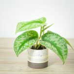 scindapsus-pictus-trebie-baby