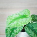 scindapsus-pictus-trebie-baby