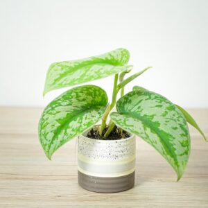 scindapsus-pictus-trebie-baby