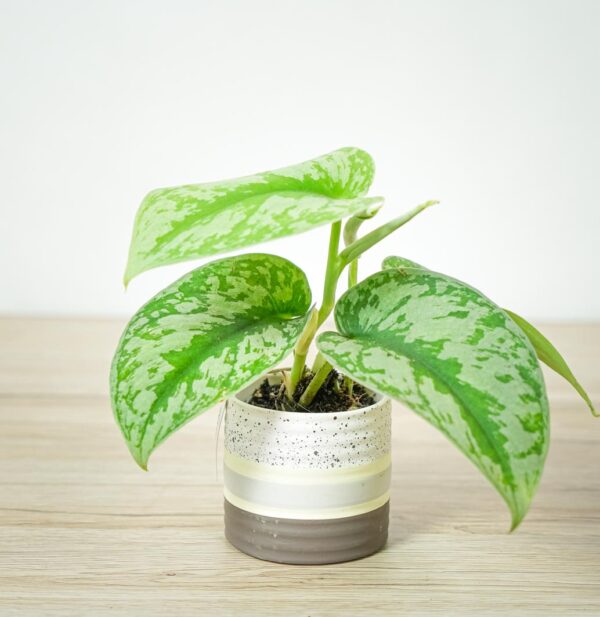 scindapsus-pictus-trebie-baby scindapsus-pictus-trebie-baby