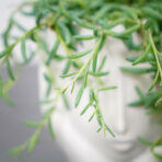 senecio-hallianus
