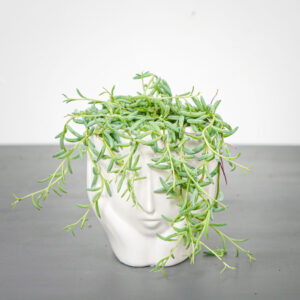 senecio-hallianus