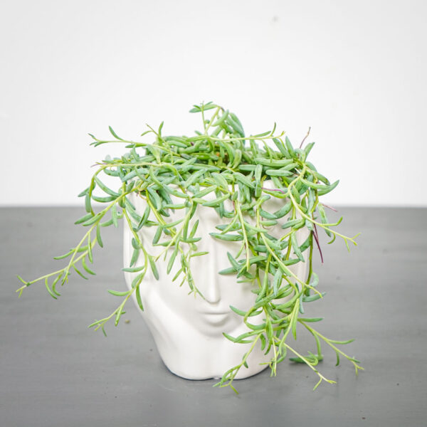 senecio-hallianus senecio-hallianus