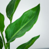 strelicja-krolewska-strelitzia-reginae