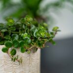 sedum-makinoi-kosmosje