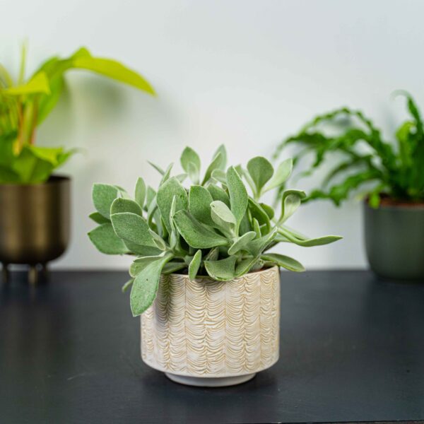 senecio-medley