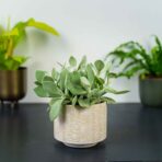 senecio-medley