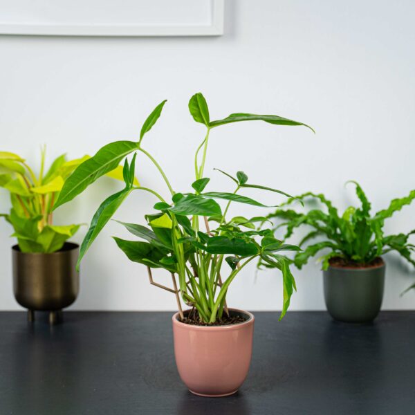 syngonium-podophyllum-auritum syngonium-podophyllum-auritum