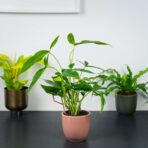 syngonium-podophyllum-auritum