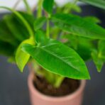 syngonium-podophyllum-auritum