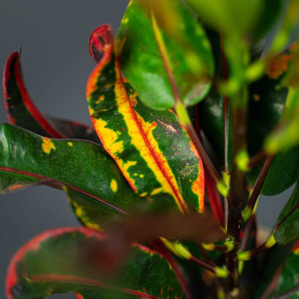 codiaeum-mammi-kroton codiaeum-mammi-kroton
