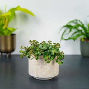 sedum-makinoi-kosmosje