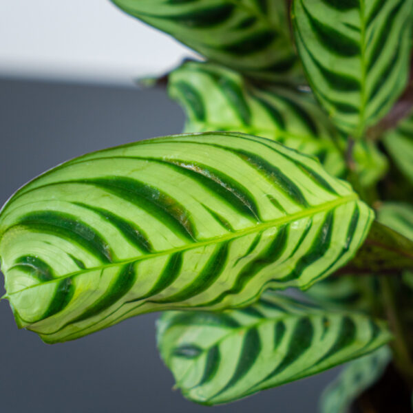 ctenanthe-fishbone ctenanthe-fishbone