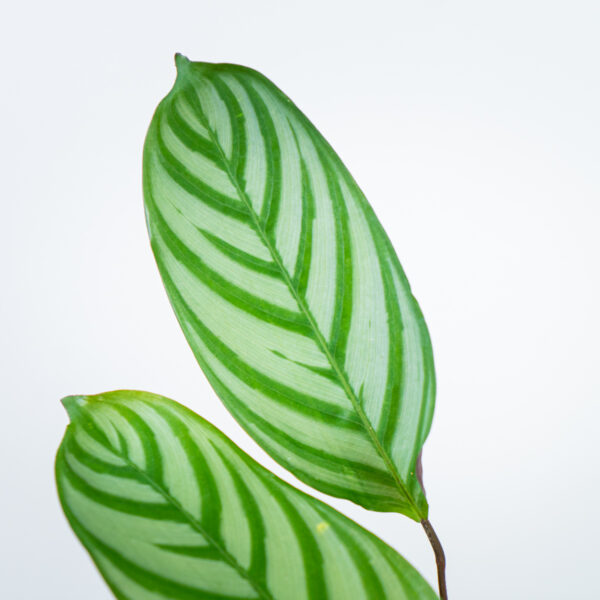 ctenanthe-setosa-compactstar ctenanthe-setosa-compactstar
