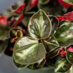 peperomia-metallica